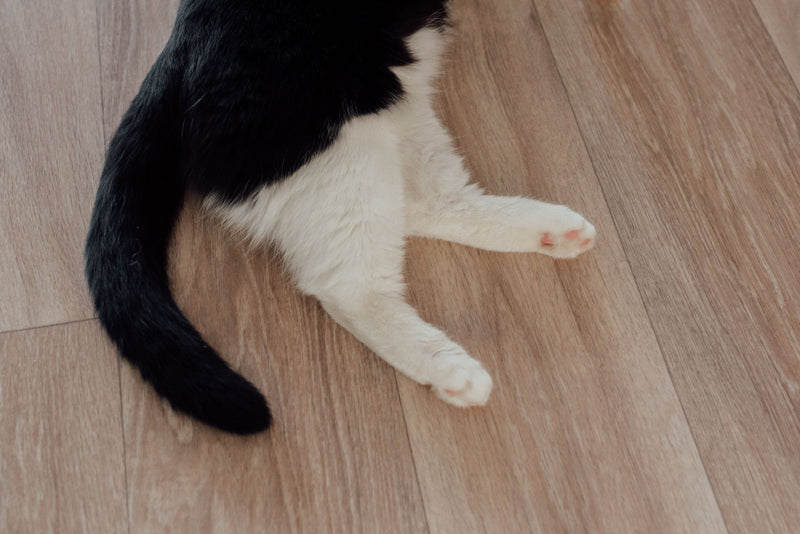 Pet-Friendly Flooring