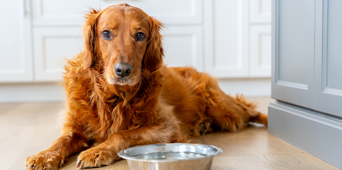 Golden retriever lying beside a water bowl on pet-friendly light wood flooring in a kitchen