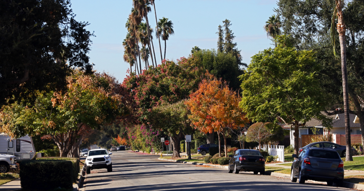 A scenic residential street lined with lush green trees, some showing orange autumn foliage, with parked cars and tall palm trees under a clear blue sky.
