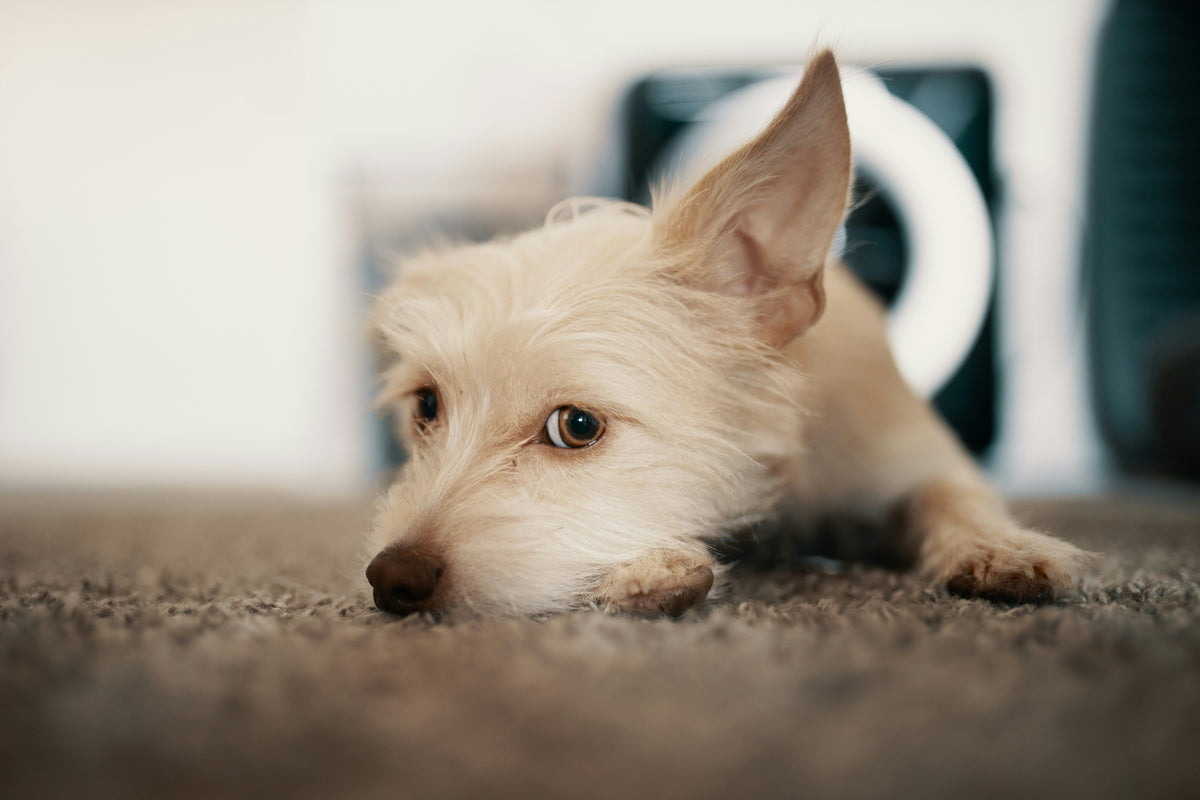 Small cream-colored dog resting on soft taupe cut-pile carpet at home