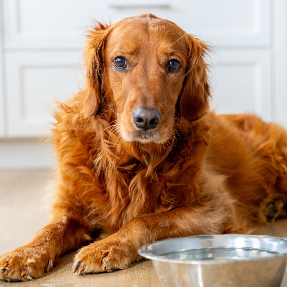 A dog relaxes comfortably on the clean hardwood flooring.