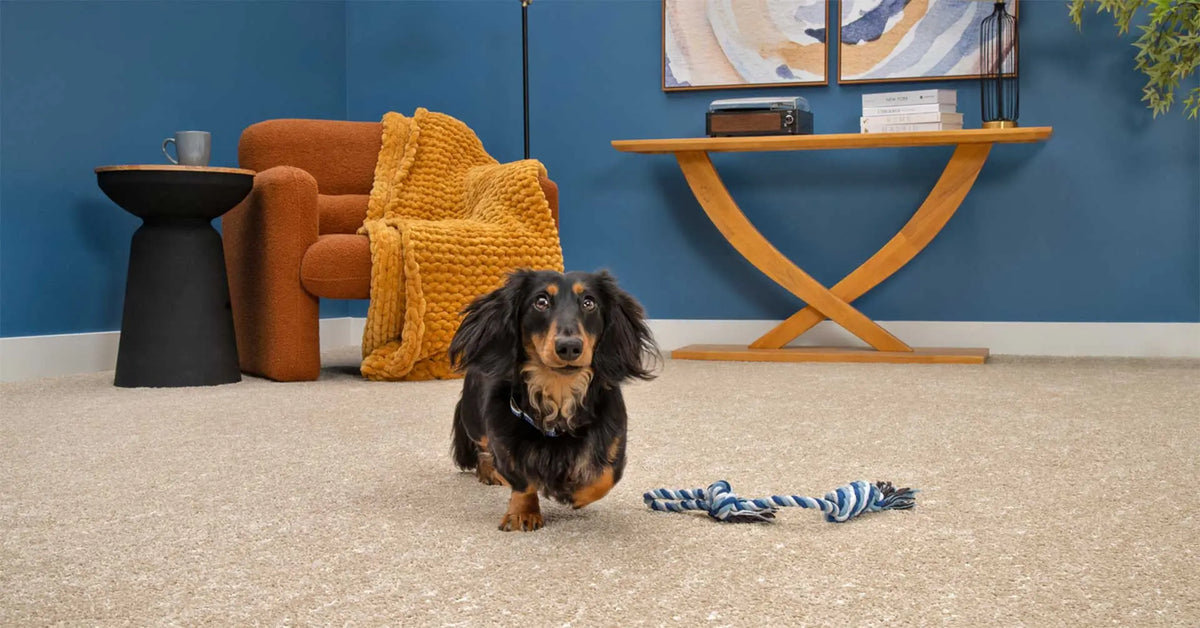 Dachshund sitting on beige Mohawk carpet in a living room with a rope toy nearby