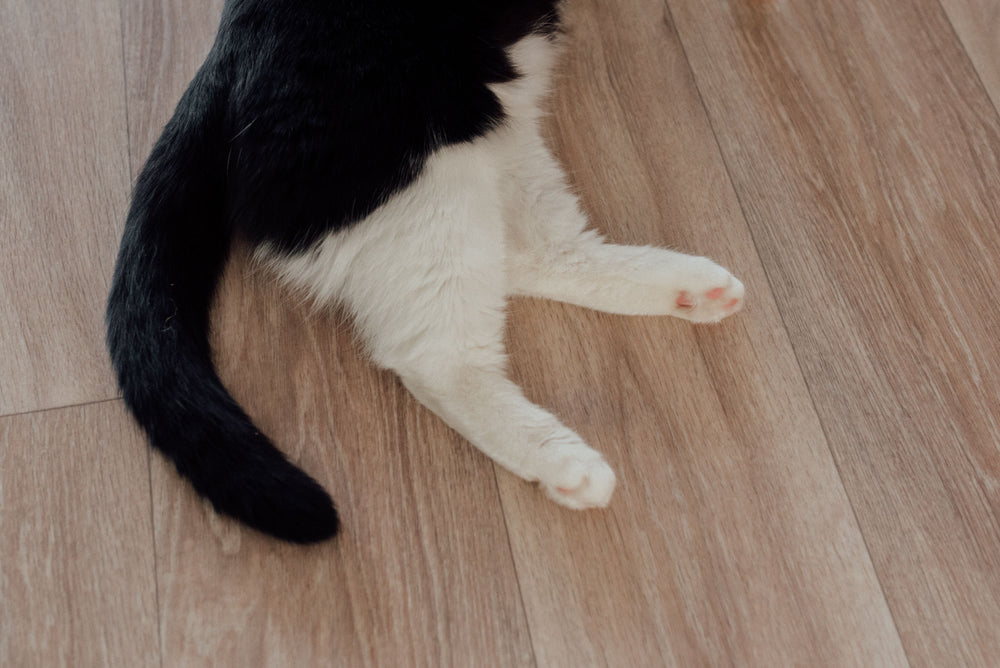Black and white cat stretched out on warm brown wood-look vinyl plank flooring