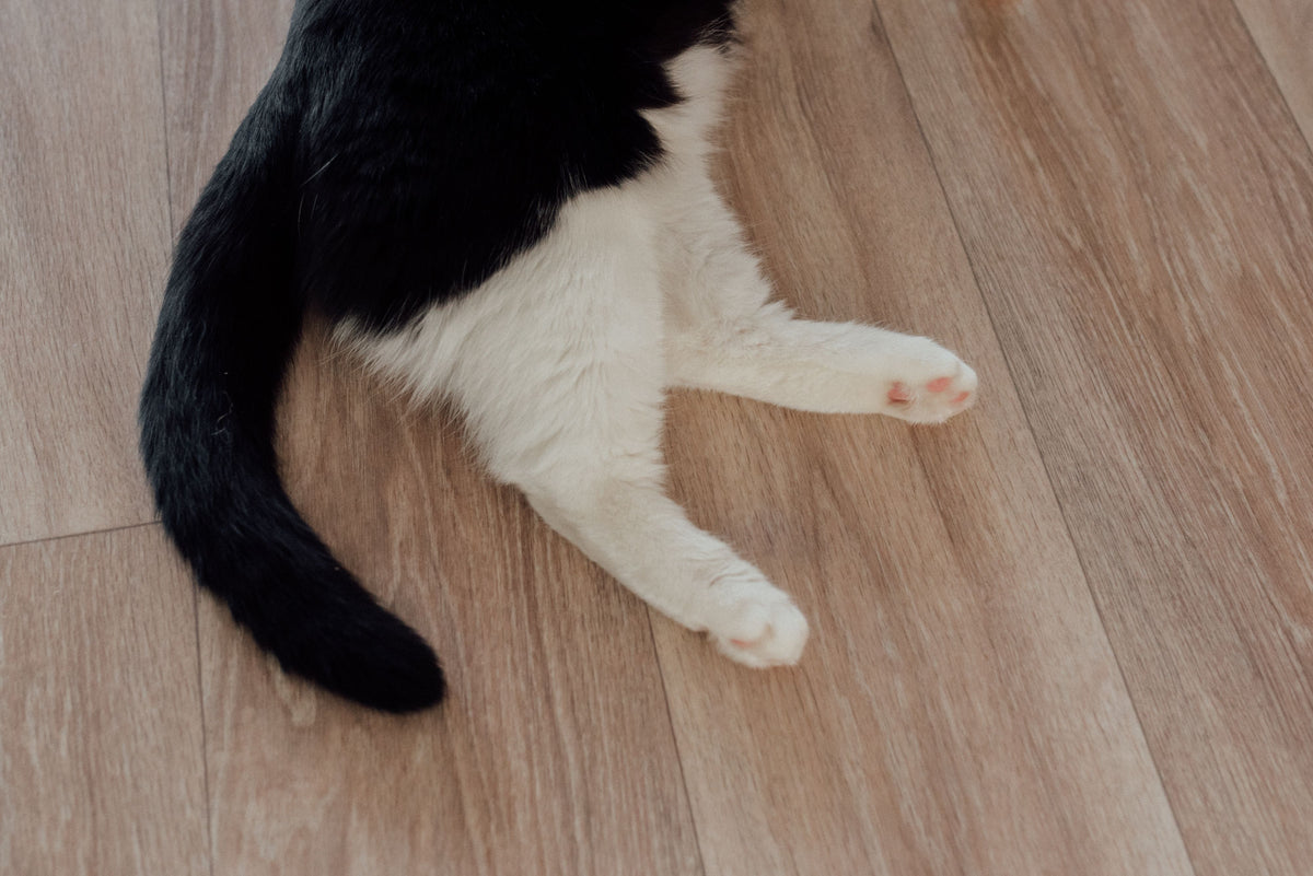 Black and white cat stretched out on warm brown wood-look vinyl plank flooring