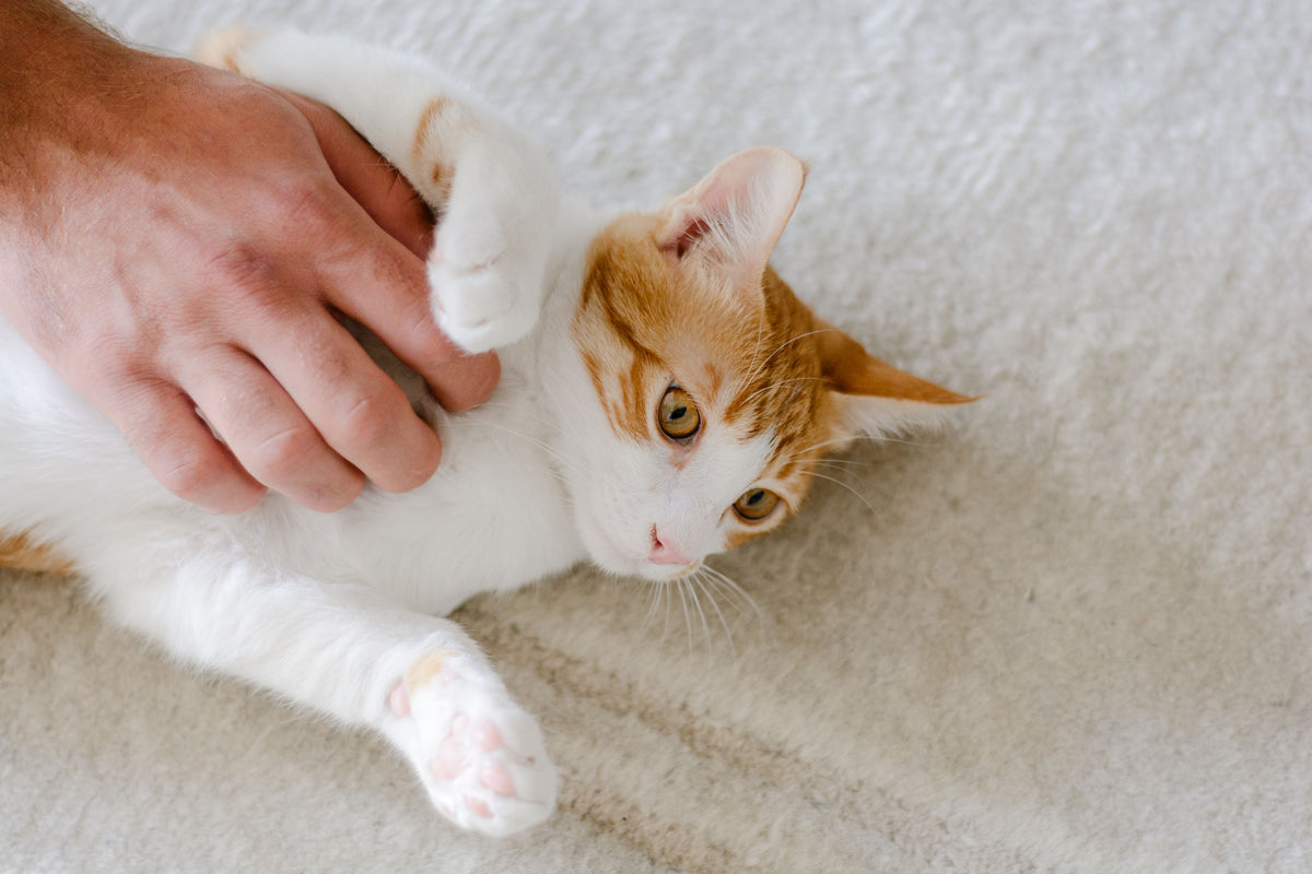 Orange and white cat lying on plush cream carpet while a hand pets it