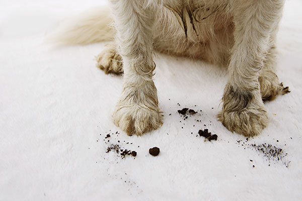 Best Pet Friendly Carpet Padding for Dogs and Cats